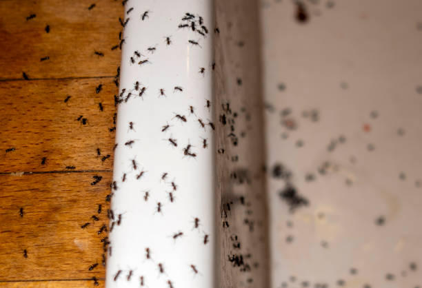 Reliable Gateway, AK Pest Control Solutions
